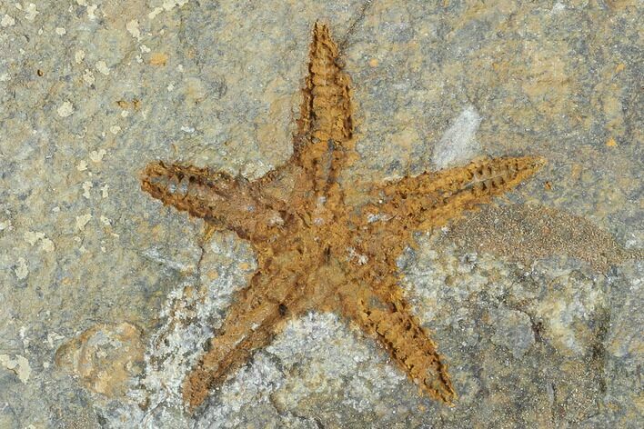 Ordovician Starfish (Petraster?) Fossil - Morocco #100494